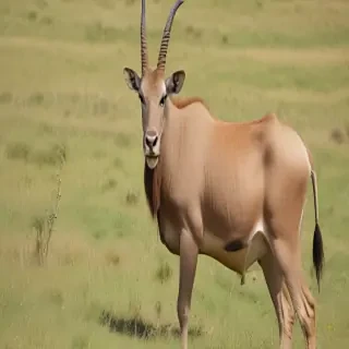 eland