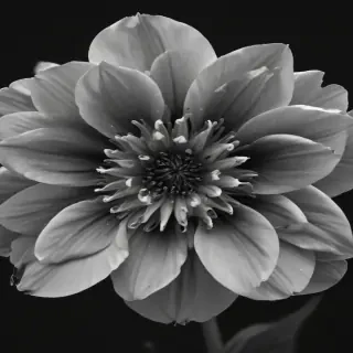 black and white flower png