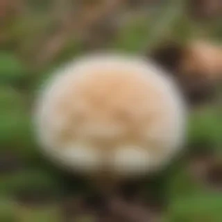 puffball mushroom