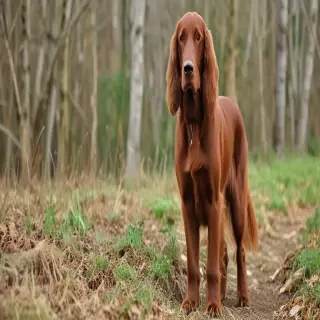 irish setter dog breed