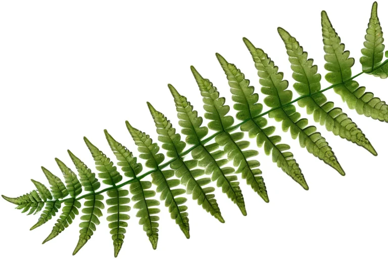 fern png