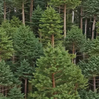 pine trees png