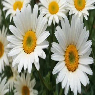 daisy wallpaper for desktop
