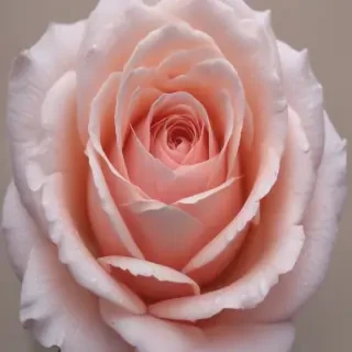 rose outline
