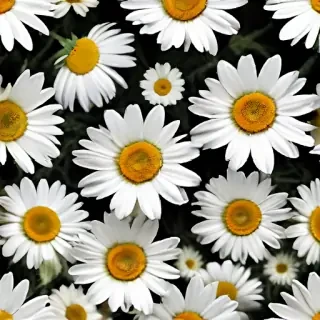 daisy wallpaper for desktop