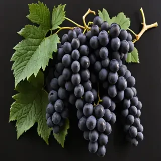 grapes clipart black and white