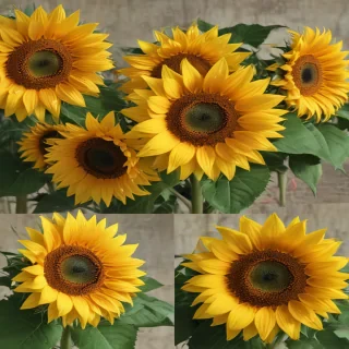 sunflowers png