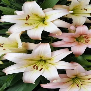 lily background