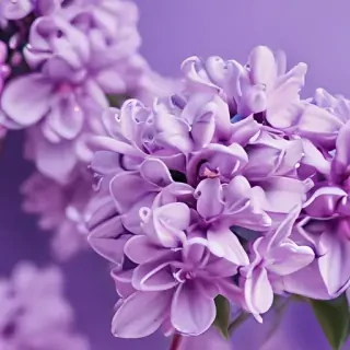 lilac wallpaper iphone