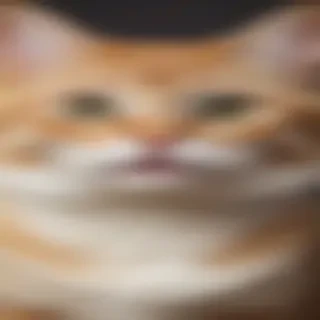 funny cat wallpaper