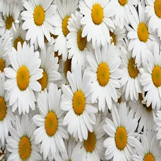 daisy wallpaper iphone