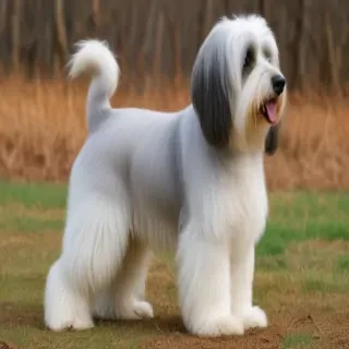 lowchen dog breed