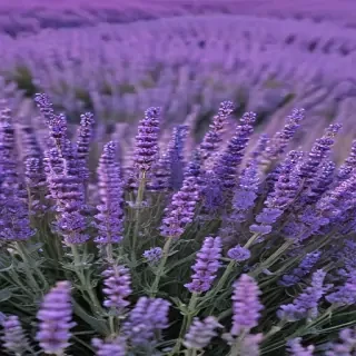 lavender phone background