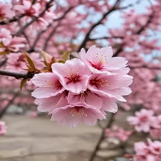 sakura flower