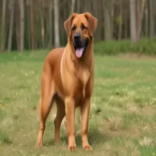 broholmer dog breed