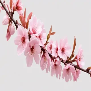 cherry blossoms png