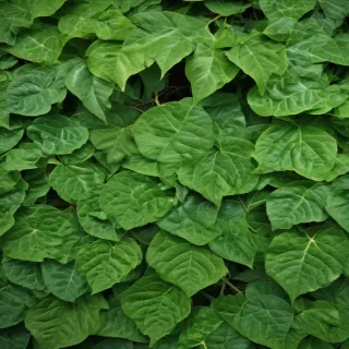 leaf background green