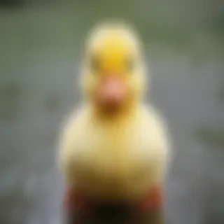 cute duck wallpaper