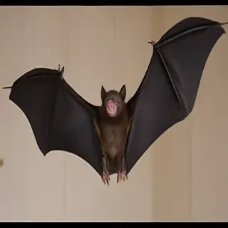 pictures of bats for halloween