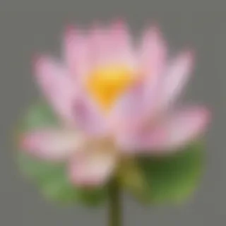 lotus flower png