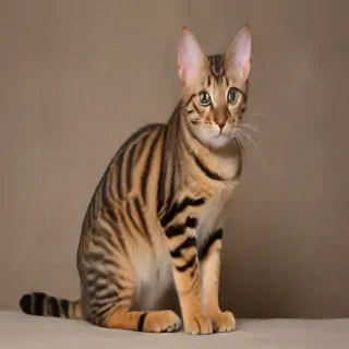 toyger breed