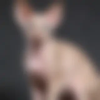 peterbald cat breed