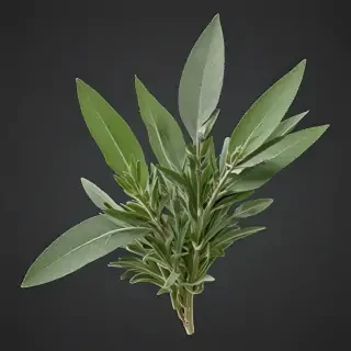 sage png