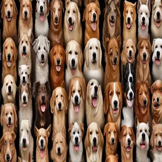 dogs wallpaper