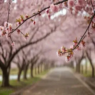 cherry blossom backround