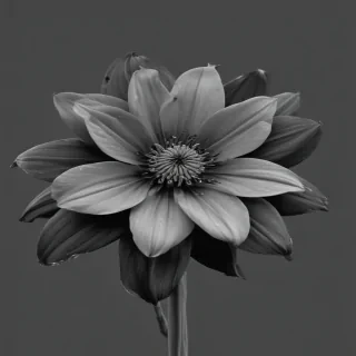 flower png black and white