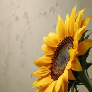 sunflower wallpaper iphone