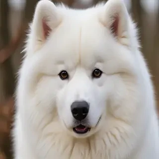 samoyed dog
