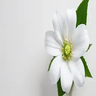 white background flower