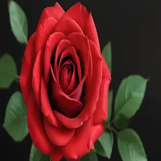 red rose.png