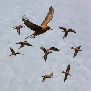 png birds flying