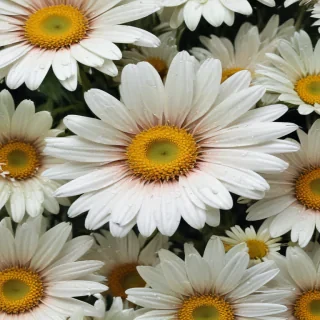 daisy flower wallpaper