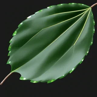transparent leaves png