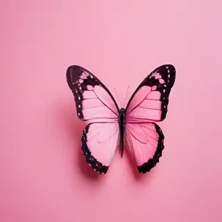 pink background butterfly
