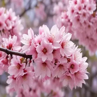 sakura blossom wallpaper