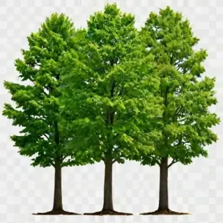 trees transparent