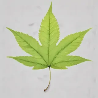 leaf transparent background