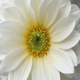 iphone white flower wallpaper