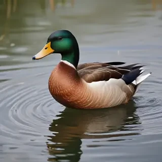 duck png
