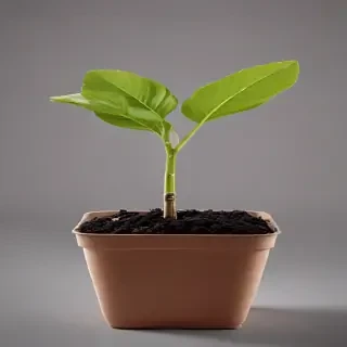 seedling png