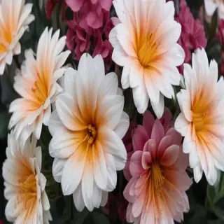 aesthetic flower background
