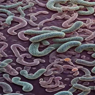 bacteria png