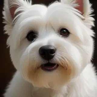 west highland terrier