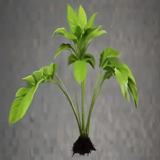 plant transparent