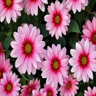 flower wallpaper iphone