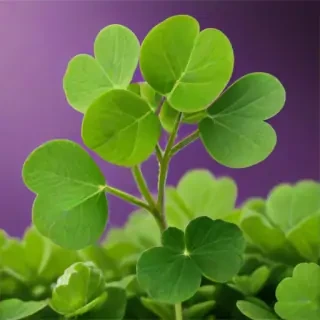 clover png